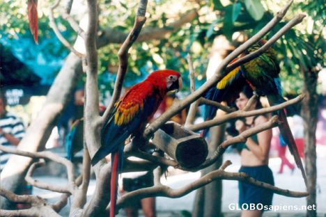Postcard Mexico Xel-Ha Parrots