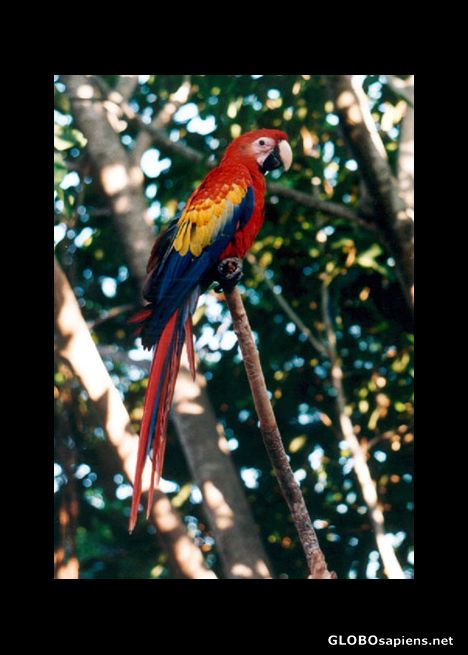 Postcard Mexico Xel-Ha Parrots