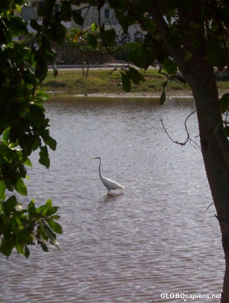 Postcard Bird wading in the Salina Grande, Mexico
