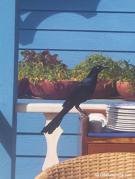 Postcard Mexican Crow,Garrafon, Punta Sur