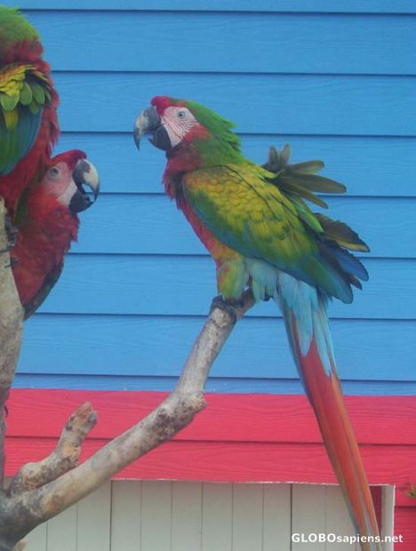 Postcard Tamed Parrots, Garrafon, Mexico