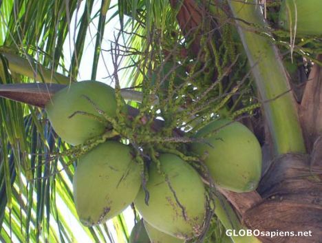 Postcard Coconuts.. Punta Norte