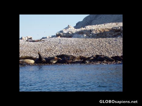 Postcard Bird Island with seals