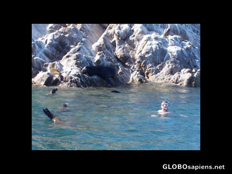 Postcard Swimming with seals