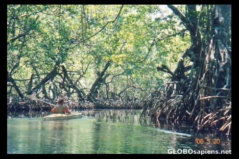 Postcard Mangroves