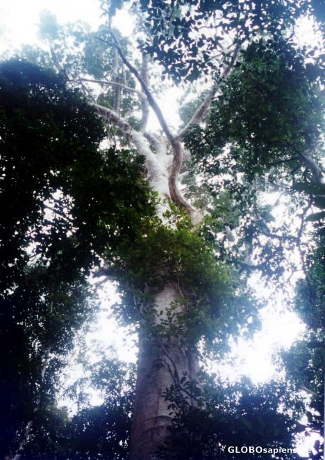 Postcard Old Raintrees in Taman Negara Nature Trail