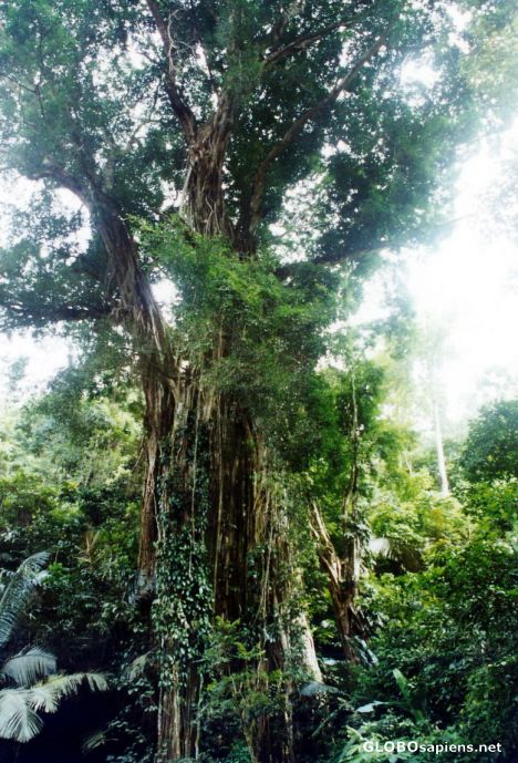 Ficus and Ferns in of the tropical rainforests