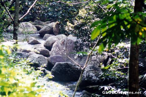 Postcard Jungle trekking next to a stream