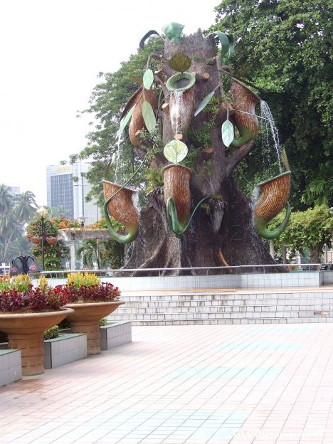 Postcard Fountain featuring a local carnivorou-s plant