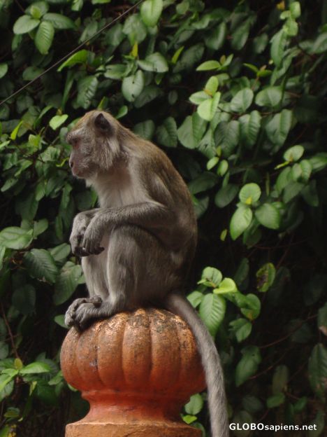 Postcard Macaque Monkeys