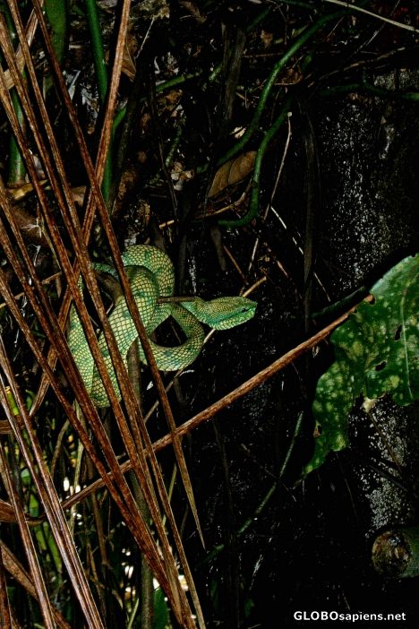 Postcard Wagler's Pit Viper in Sarawak's Bako National Park