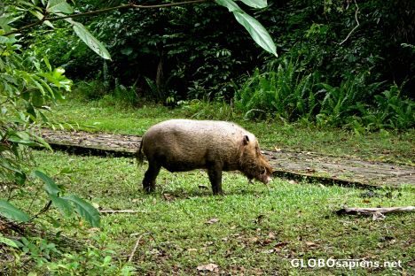 Postcard A Wild Boar at Bako National Park