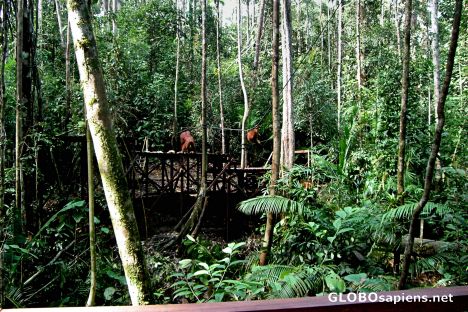 Postcard Jungle Feeding Station at the Semenggoh Reserve