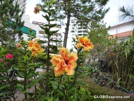 Postcard Hibiscus Flower