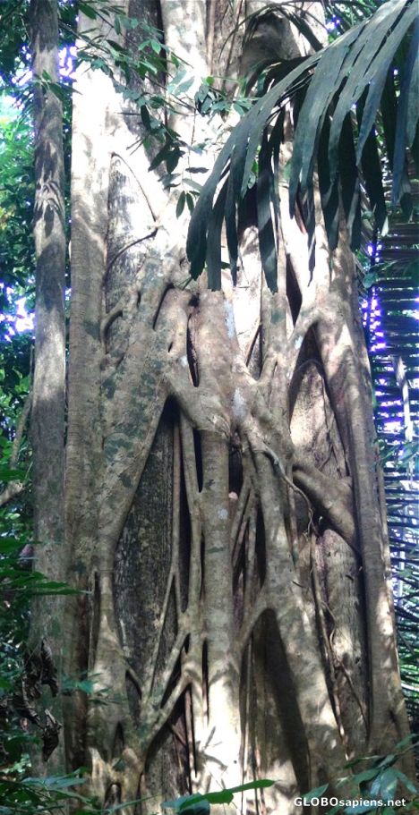 Postcard Tioman Tree