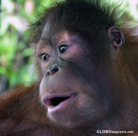 Postcard Young Orangutang