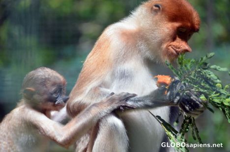 Postcard Mother & Baby Proboscis Monkeys