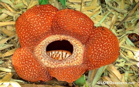 Postcard Rare rafflesia flower