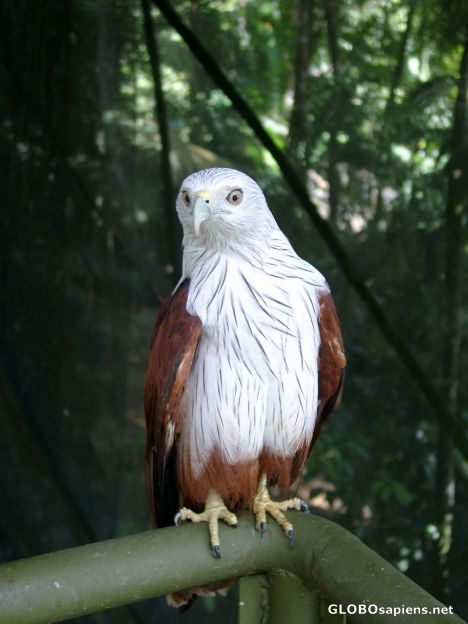 An Eagle in the aviary section of the Eco-park