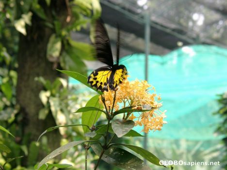 Postcard Kuala Lumpur - Butterfly Park