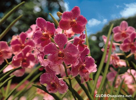 Postcard Kuala Lumpur - Orchid Park