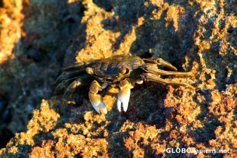 Postcard Ibo - nail polish for a crab