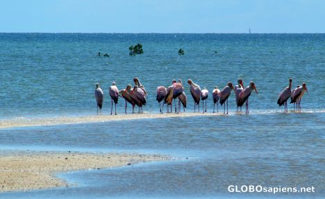 Postcard Ibo - storks turned pink