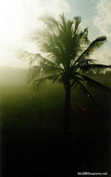 Postcard Palm Tree
