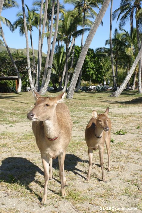 Postcard Club Med Hienghene mascot deers