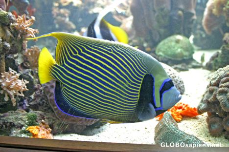 Postcard Noumea: Tropical fish at the aquarium