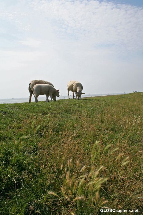 Postcard Sheep grazing on the dyke