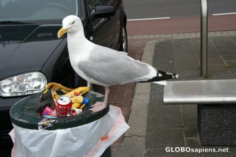 Postcard Gull feasting on waste