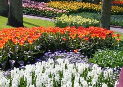 Postcard tulip garden