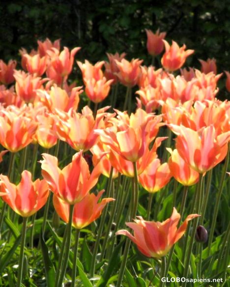 Postcard tulips