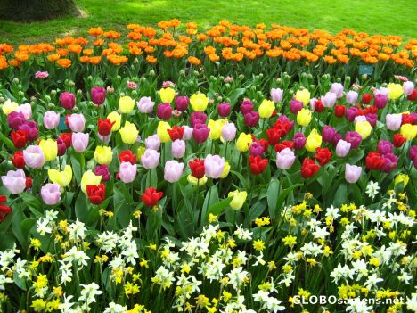 Postcard lovely tulips of keukenhof garden