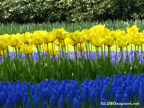 Postcard yellow and blue flowers