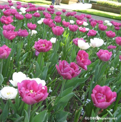Postcard tulip garden