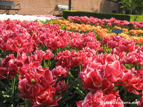 alive and charming! tulip garden ,keukenhof