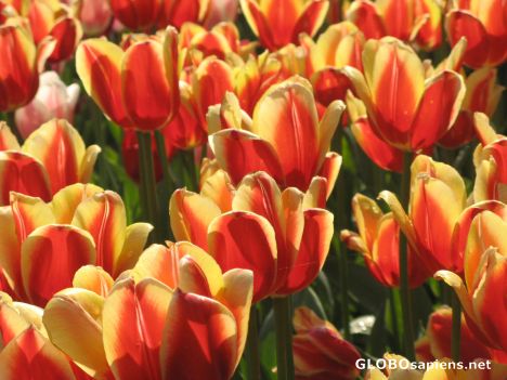 Postcard orange tulips
