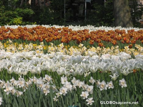 Postcard tulip garden.brown and white flowers