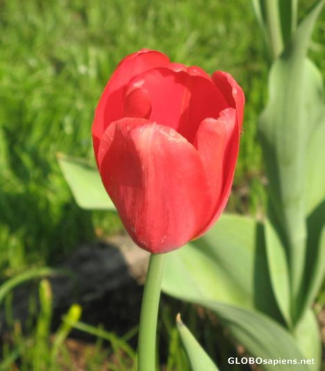 Postcard a red tulip