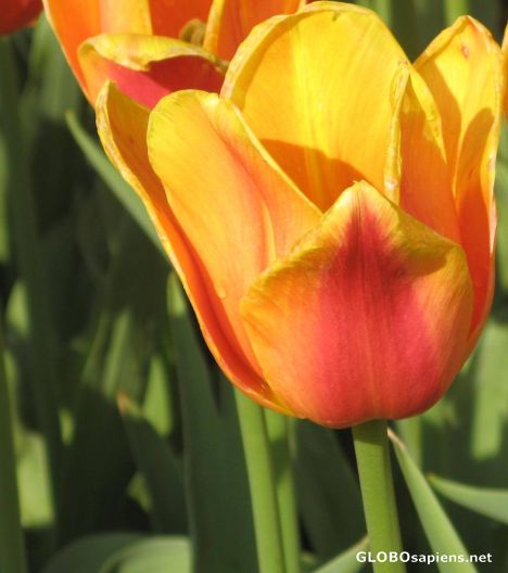 Postcard lively tulip