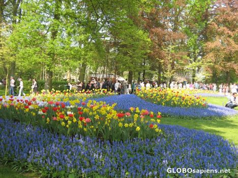 Postcard tulip garden..amazing endless colors