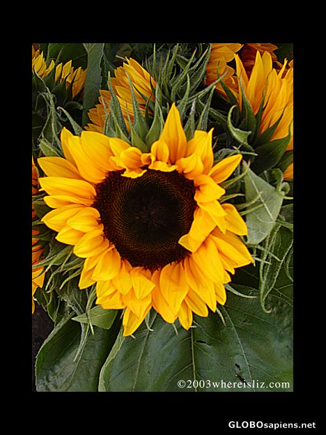 Postcard Summer Sunflowers, Amsterdam