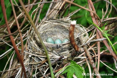 Postcard Redwing nest with 5 eggs