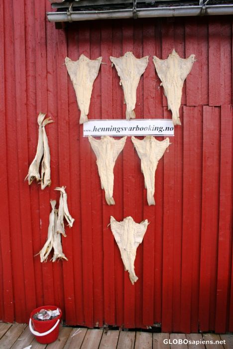 Postcard Dried fish on the wall