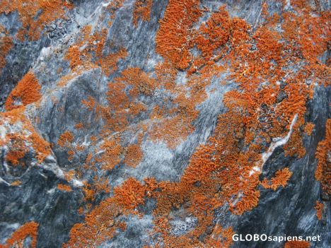 Postcard Lichen on a stone