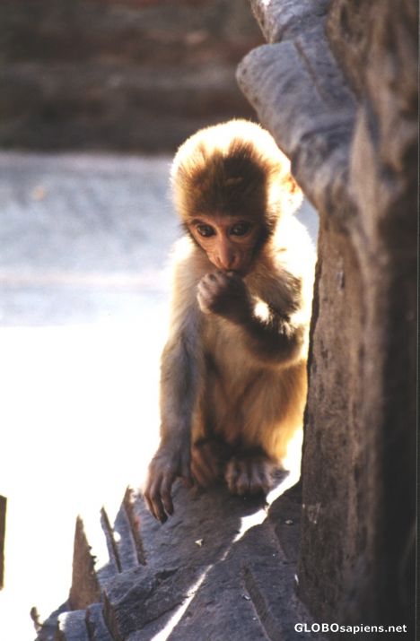 Postcard Monkey at Monkey Temple