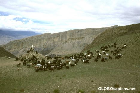 Postcard Goats on Gnyu La 4068 m