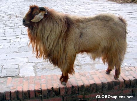 Postcard Big goat